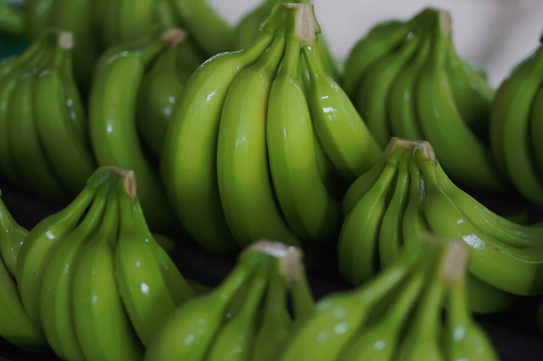 Negociaciones en alza: El banano ecuatoriano busca nuevas oportunidades
