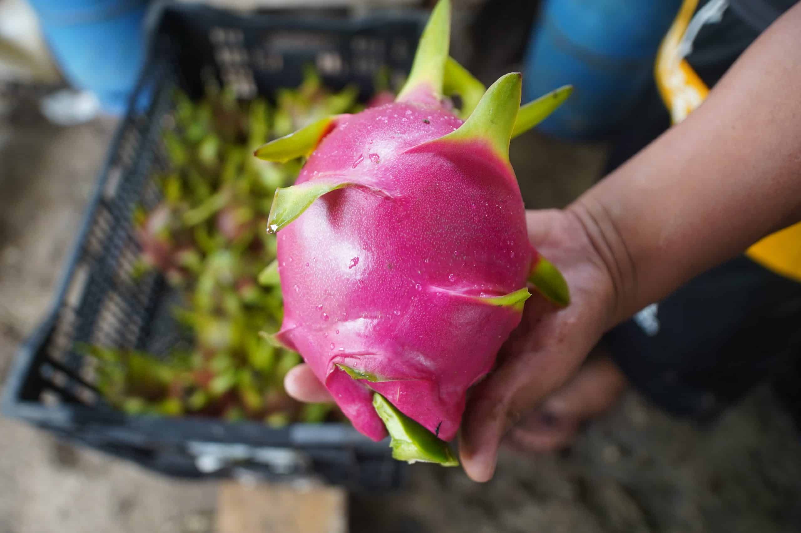 ¡Sabor exótico exportado! Costa Rica y Ecuador unen fuerzas con la pitahaya