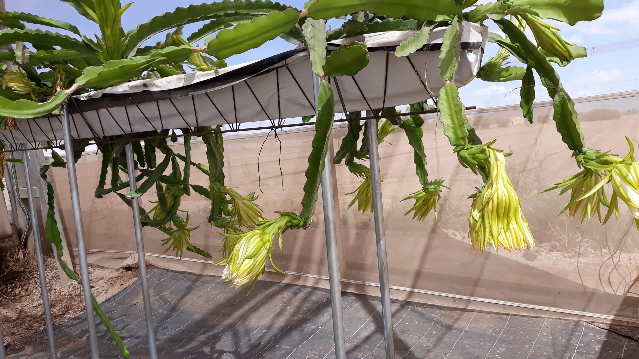 Innovación española revoluciona la agricultura ecuatoriana con ahorro de agua y fertilizantes
