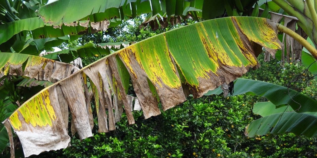 La Sigatoka negra en plátano y banano