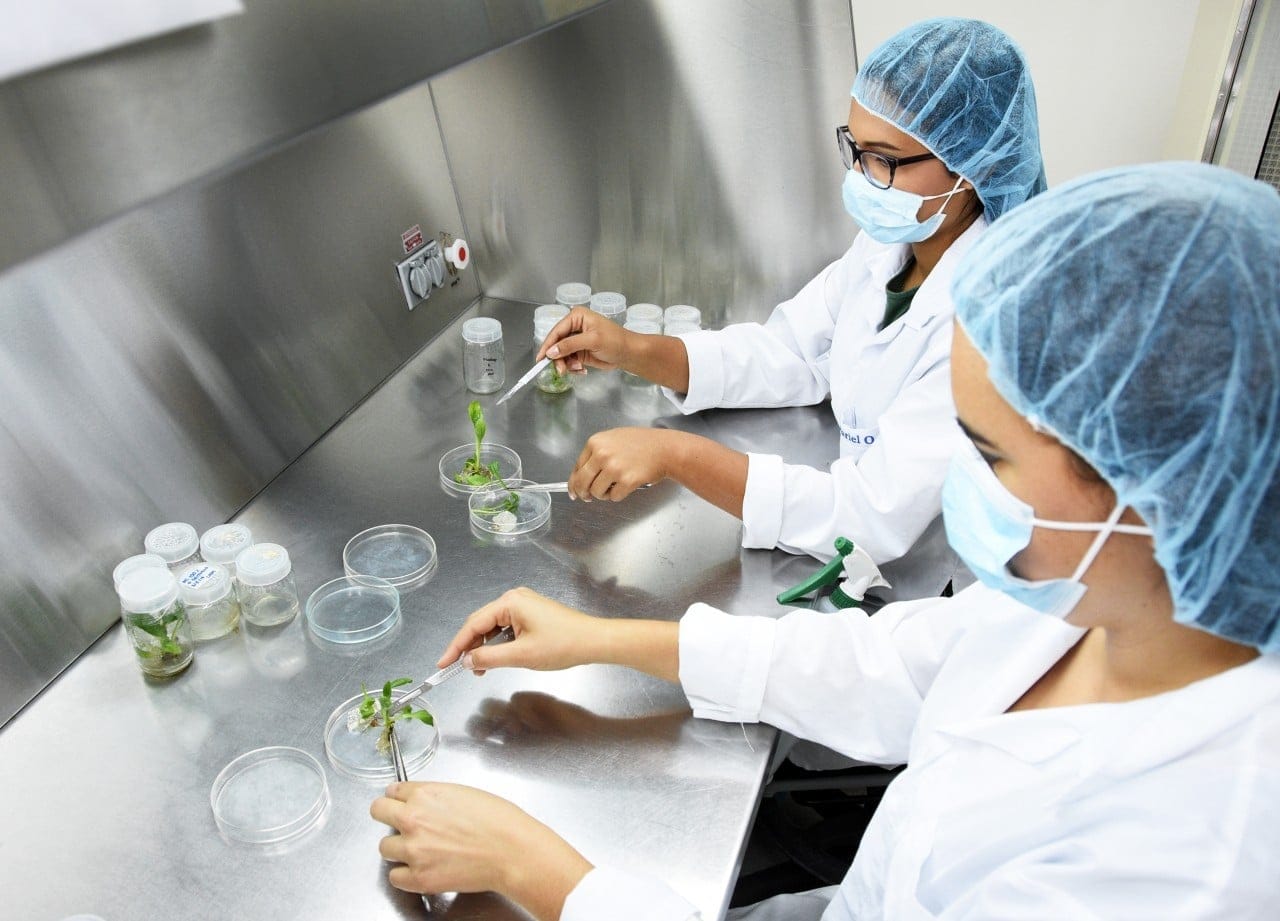 ¡Adiós hongos! Nueva tecnología orgánica garantiza cultivos saludables