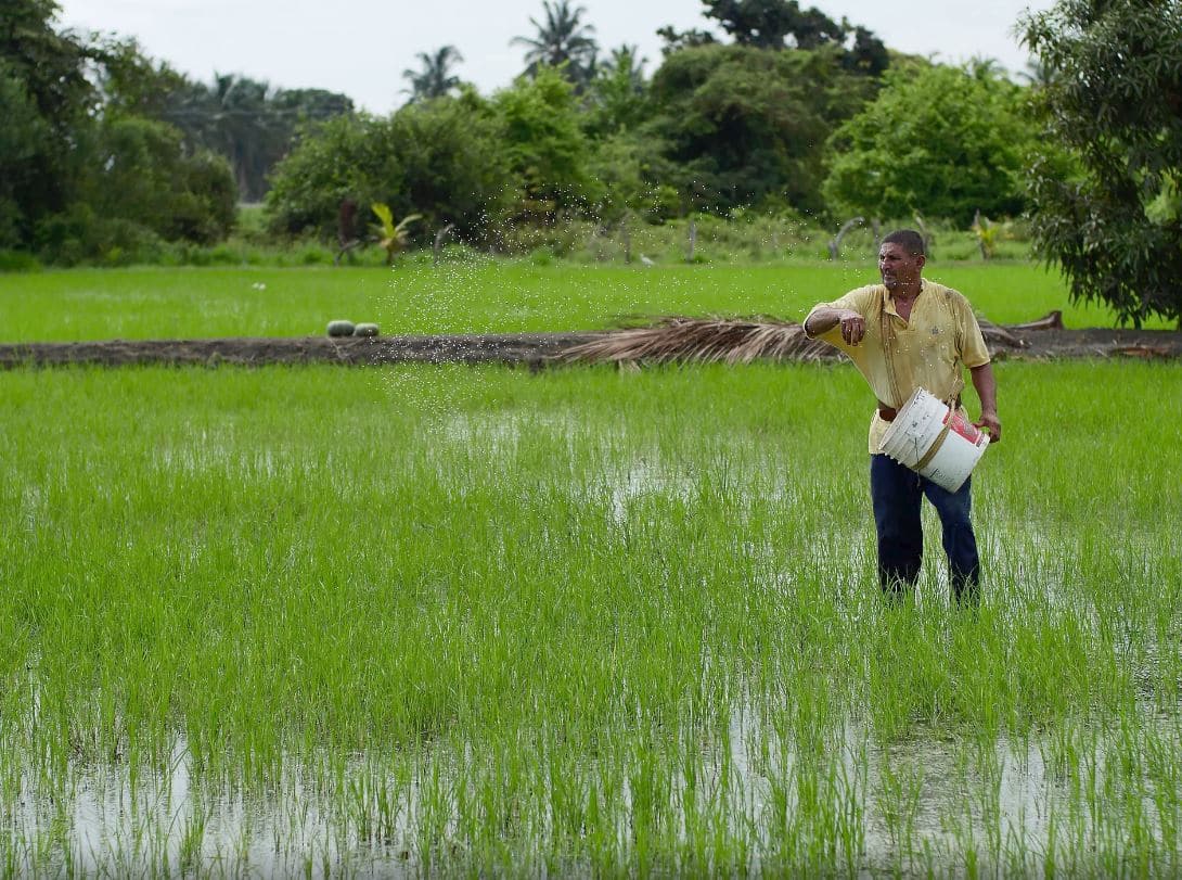 Alerta en el mercado: Productores de arroz preocupados por aumento de precios