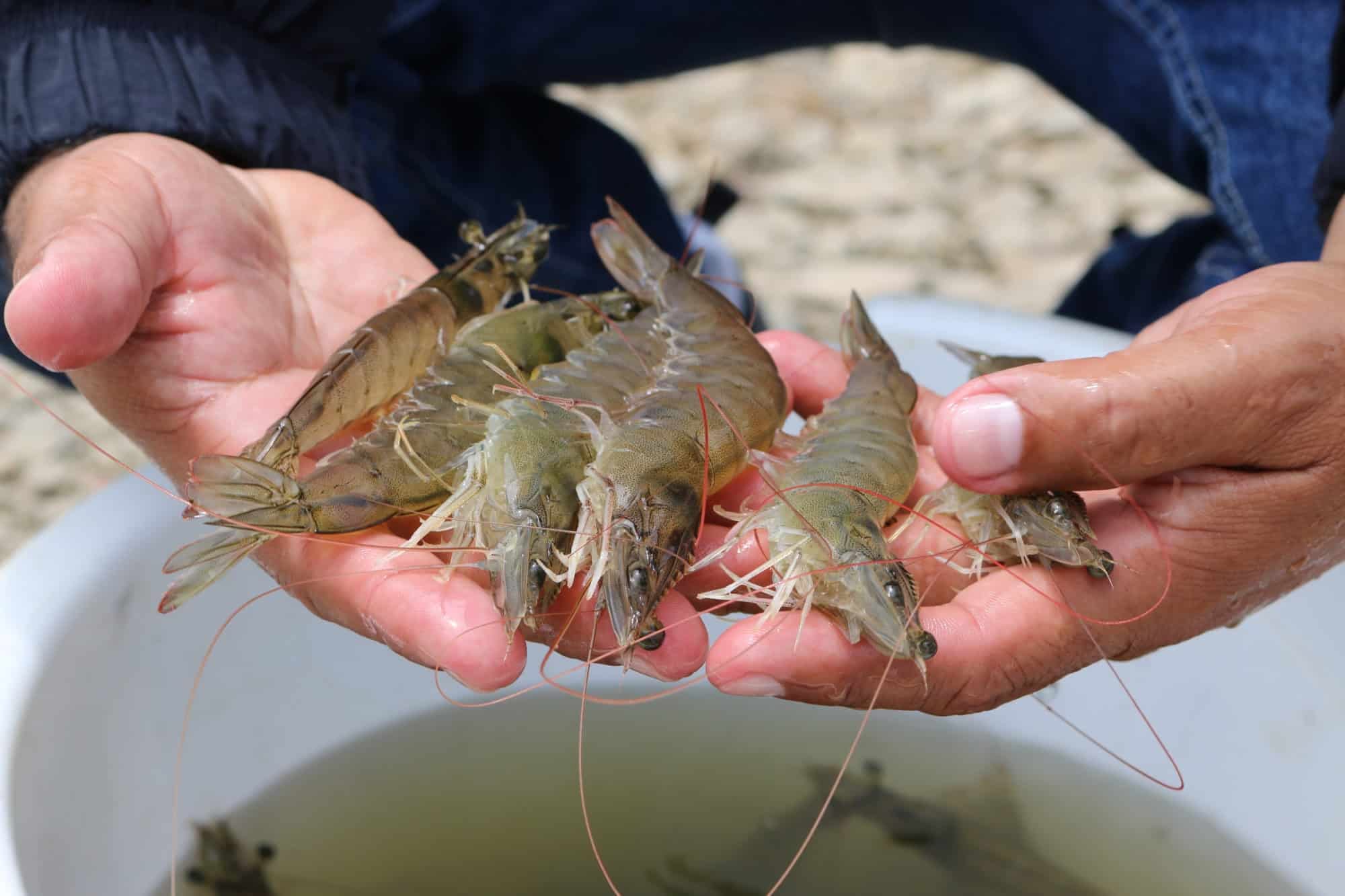 El Niño y su impacto en la acuicultura: Recomendaciones para asegurar la productividad
