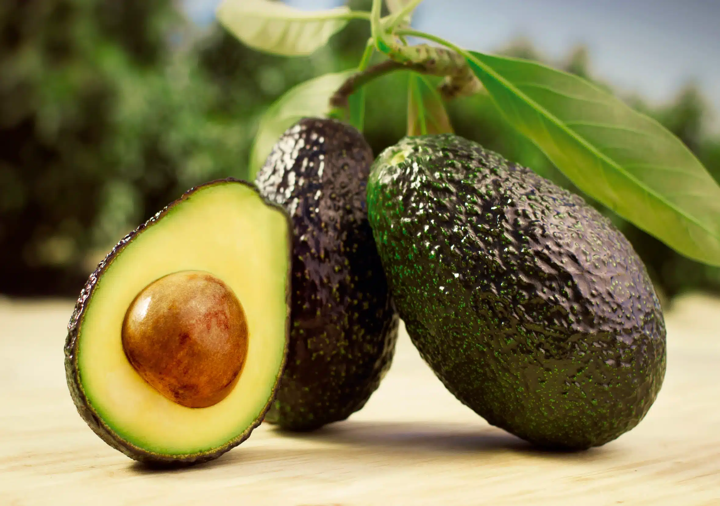 El aguacate ecuatoriano conquista el mercado de Estados Unidos