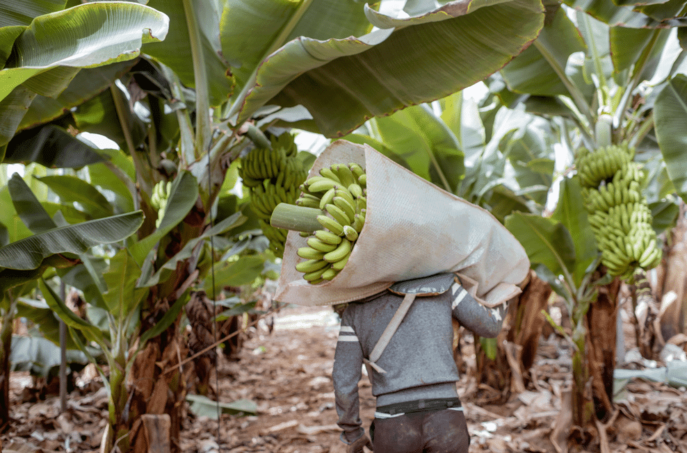Variedad de banano Formosana-218 arrasa en el mercado con ventas récord