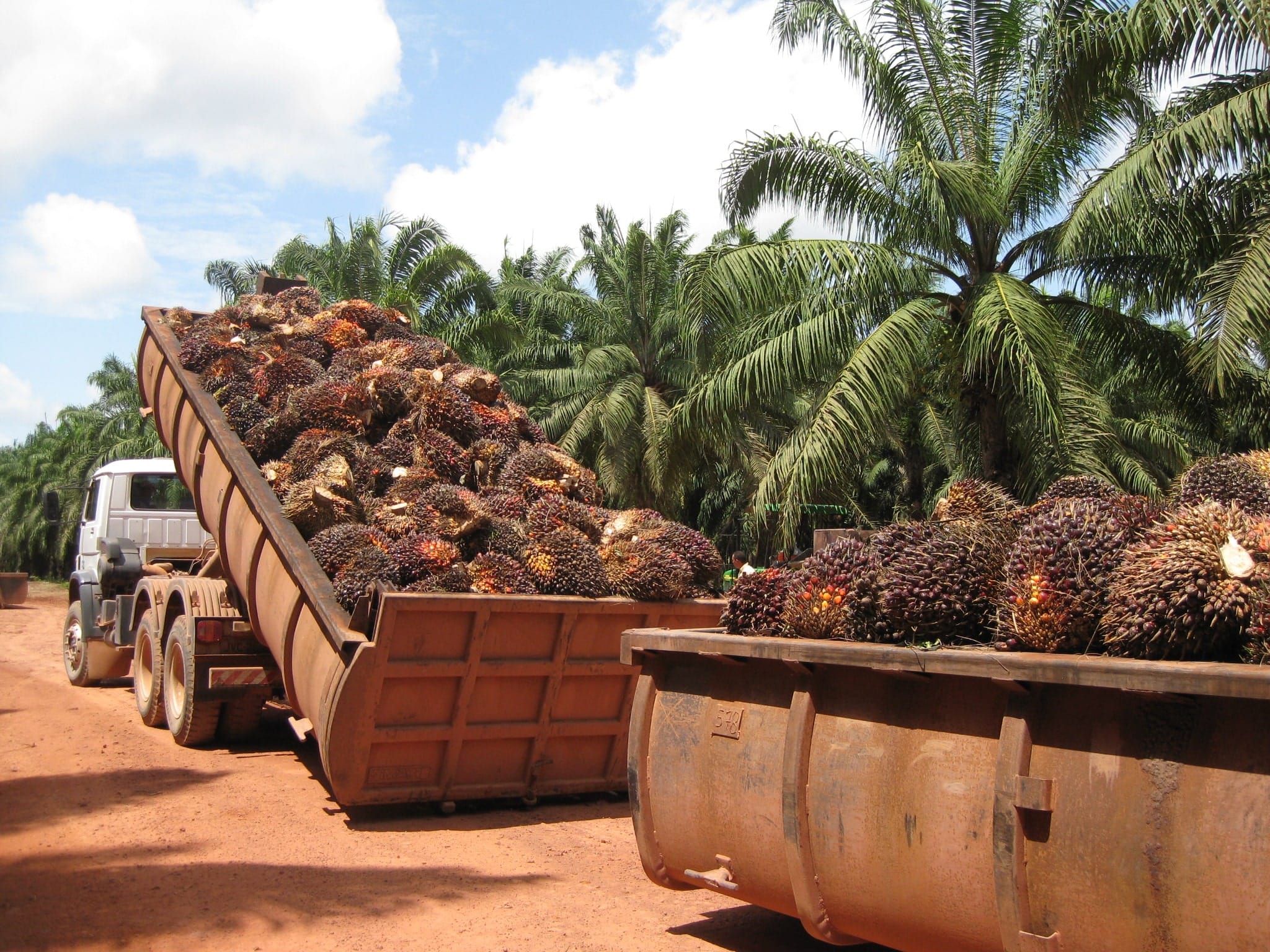 Palma aceitera: el boom que está transformando la agricultura en Venezuela