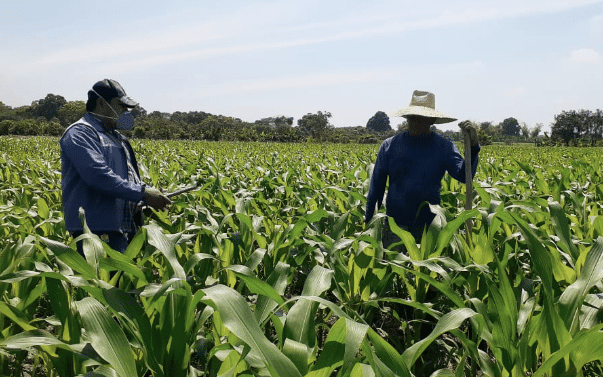 Comunidades de Aprendizaje impulsadas por el MAG llevan la Agricultura Sostenible a cantones ecuatorianos