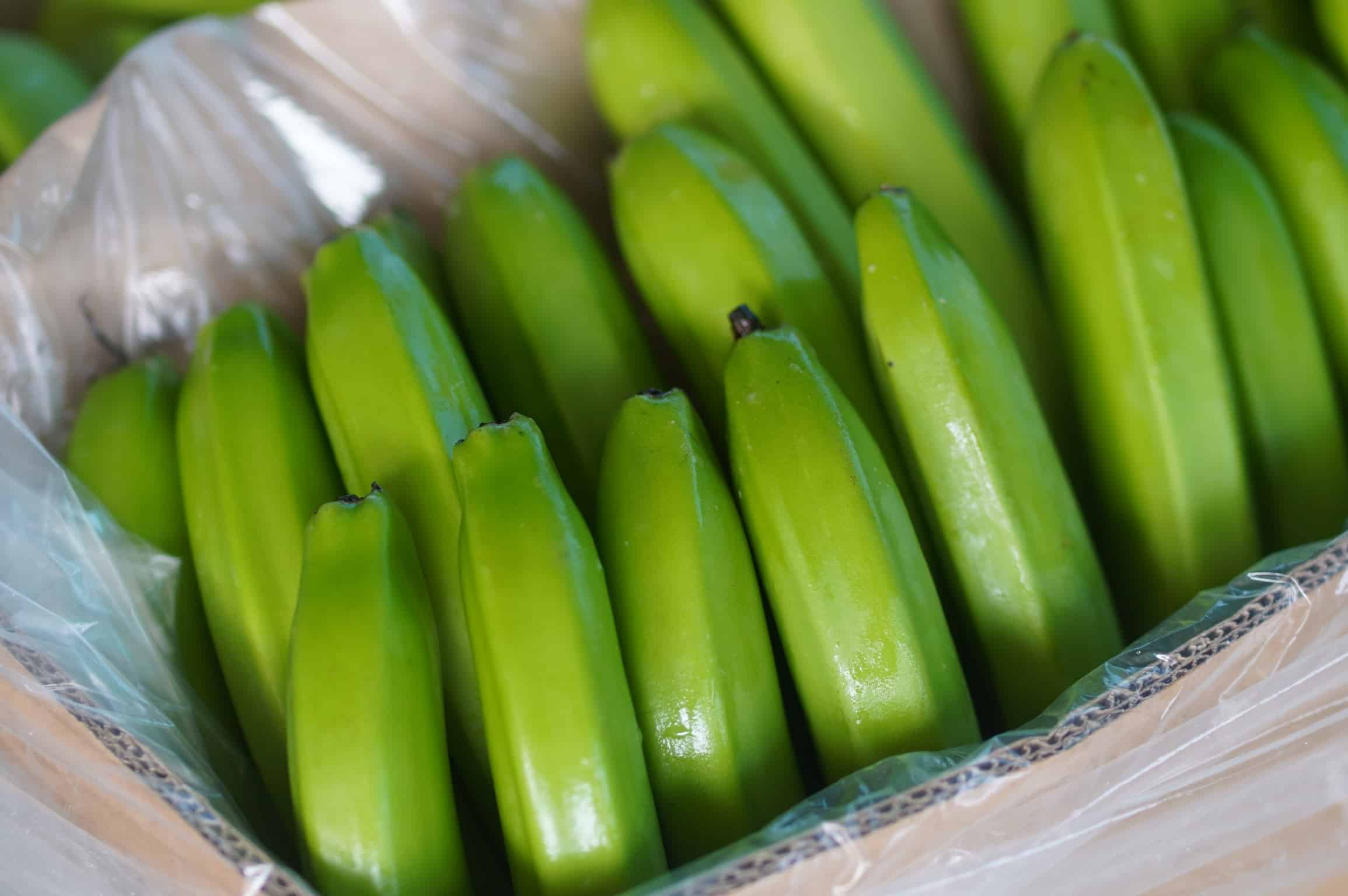 Mes de junio culmina con un crecimiento del 4,86% en la exportación del banano ecuatoriano