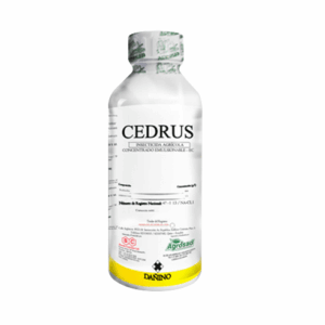 CEDRUS