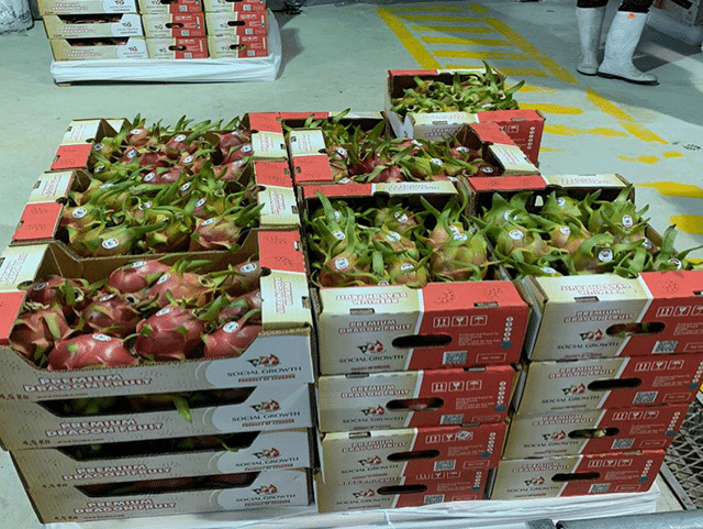 Las Exportaciones de Pitahaya en Ecuador Alcanzan 29 Mil Toneladas en lo que va del 2023