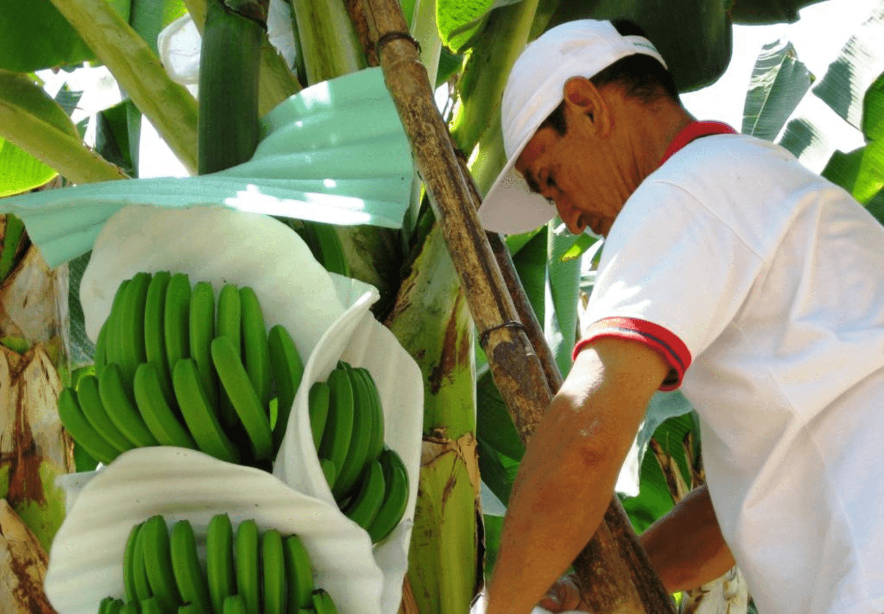 Piura: Combatiendo el Fusarium e Impulsando la Cadena Productiva del Banano Orgánico con Apoyo del Ministerio de la Producción