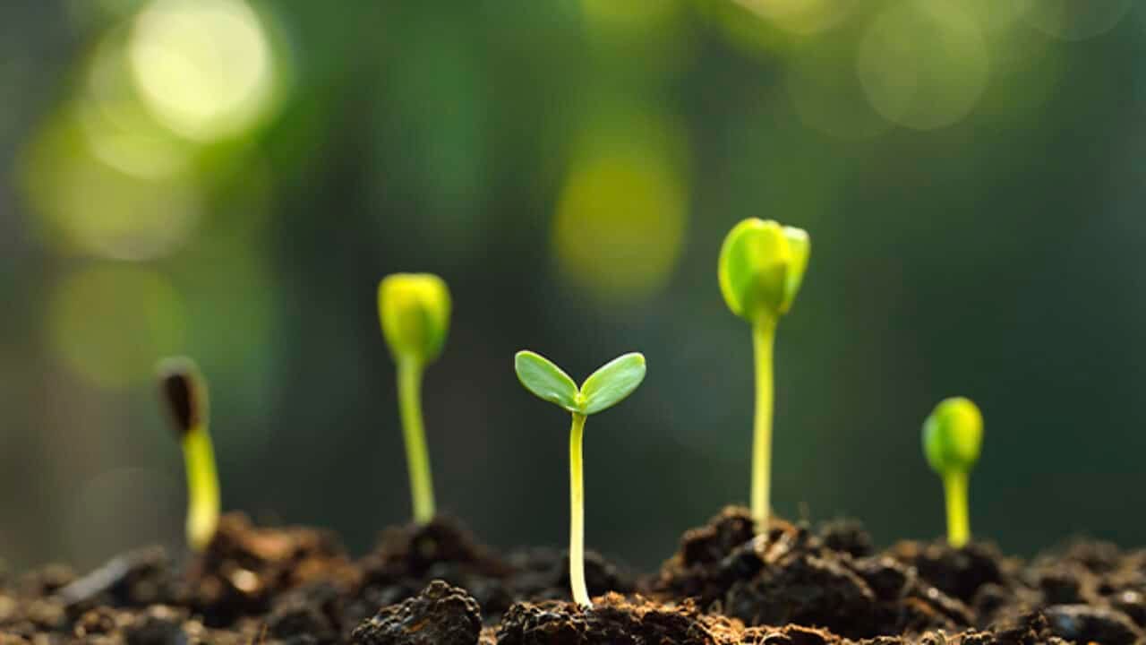 ¿Qué son y para qué sirven los bioestimulantes?