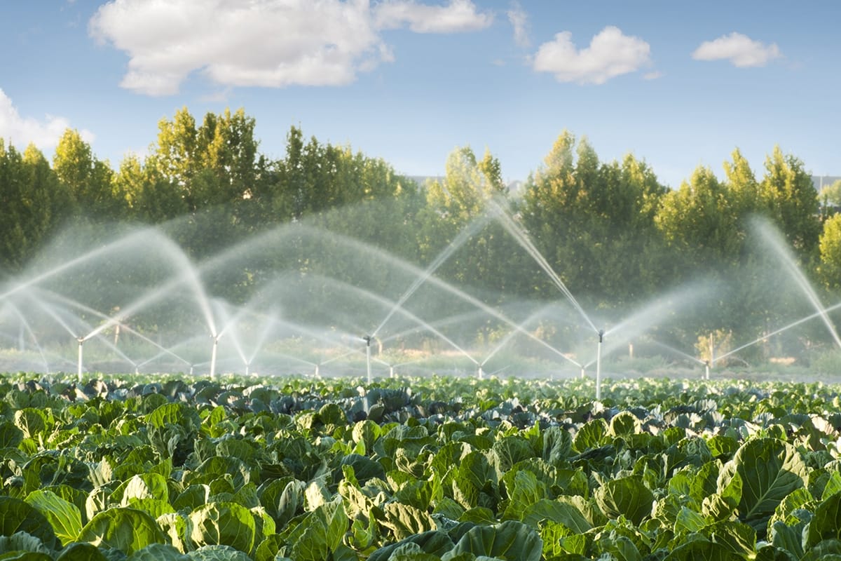 Innovador Sensor Diseñado por Estudiantes Reduce en un 50% el Consumo de Agua en la Agricultura