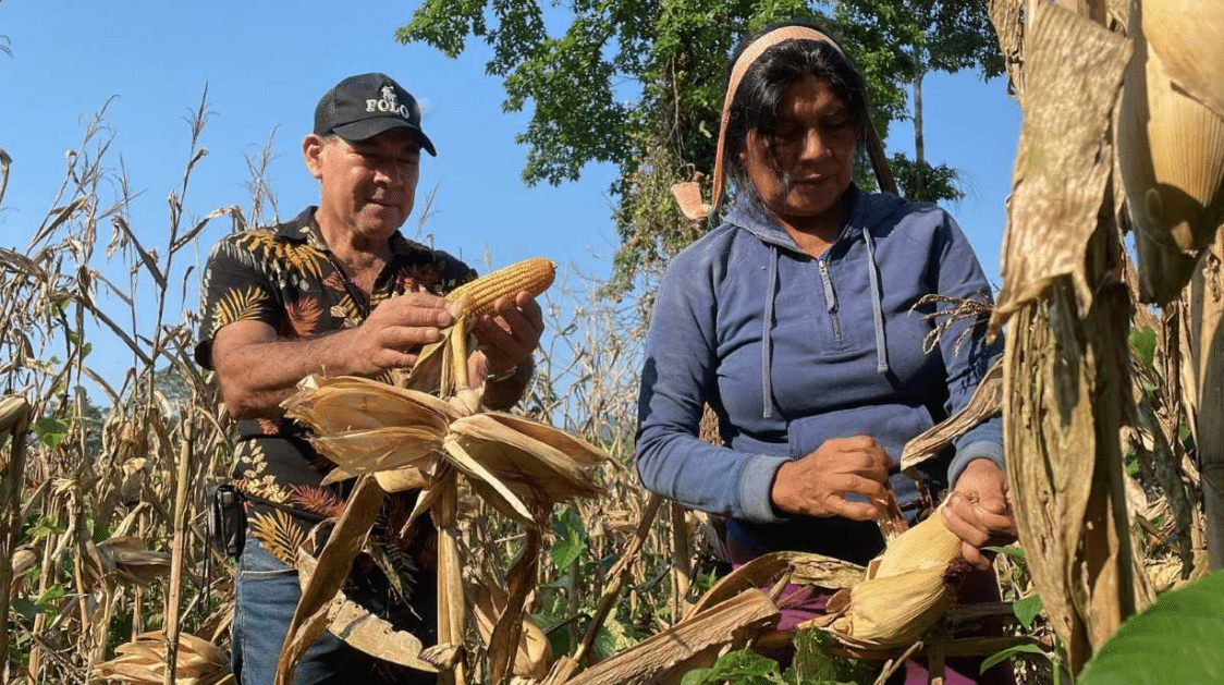 Beneficiando a Comunidades de Napo: 210 Productores Reciben Kits de Maíz de Alto Rendimiento entregados por el Ministerio de Agricultura y Ganadería (MAG)