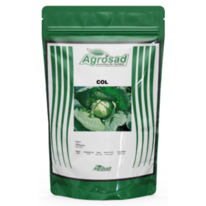 Col Variedad Late Flat Dutch