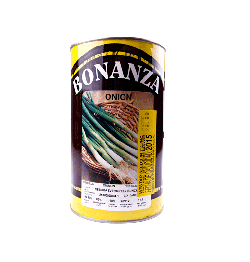 Cebollín Variedad Nebuka Evergreen
