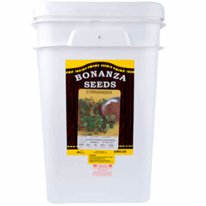 Culantro Variedad American Long Standing