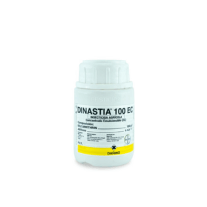 Dinastia 100