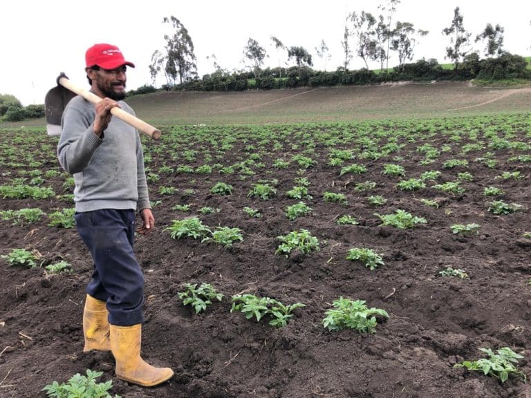 La producción de papas en Ecuador se ve amenazada debido a la baja de los precios