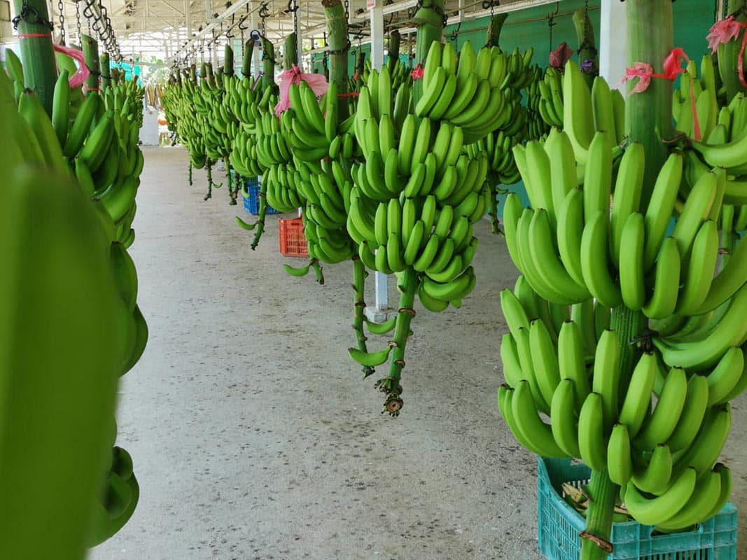 El 88% de las exportaciones de banano orgánico ecuatoriano tienen como destino Europa