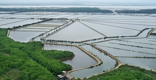 Más de 110,000 hectáreas de tierras destinadas a la acuicultura de camarón enfrentan el peligro de inundación en caso de la llegada del fenómeno de El Niño, y de estas, más de la mitad están bajo concesiones