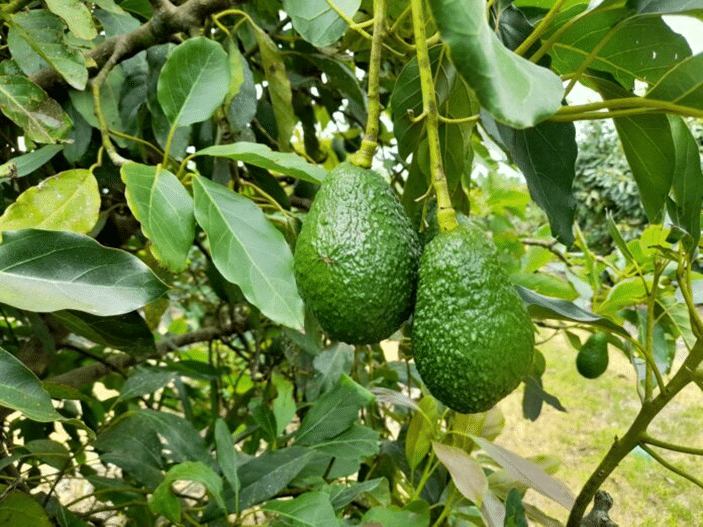 Un encuentro de productores y consumidores en feria comercial de Aguacate en Ibarra