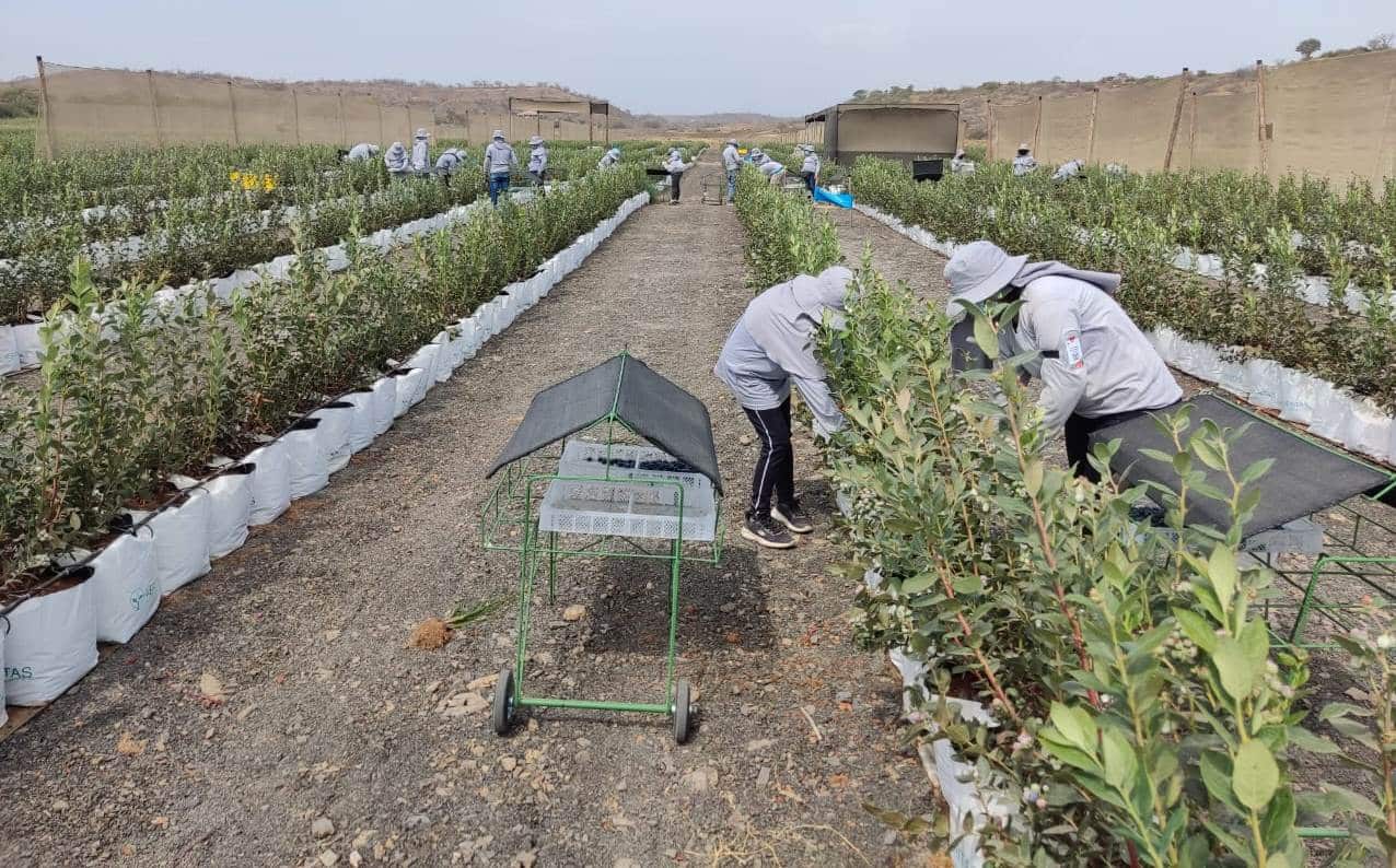 La excelencia del arándano de Ecuador es reconocida a nivel global