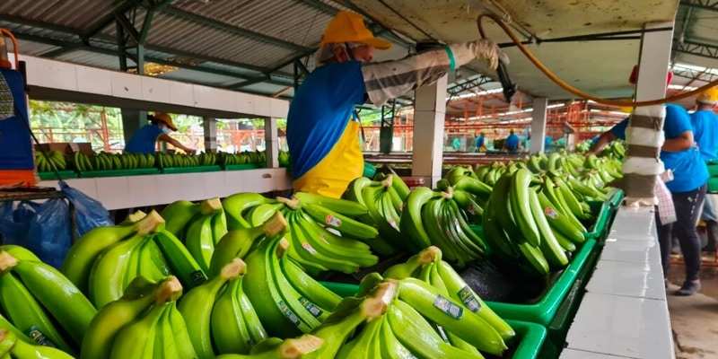 Los productores de banano están pidiendo que se establezca un precio de $8 por caja
