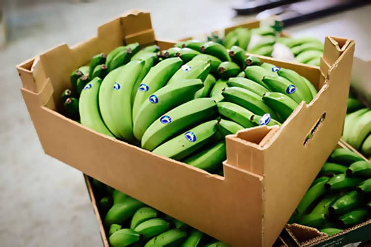 Ecuador Eleva el Precio de Exportación Mínimo del Banano a 6.85 Dólares