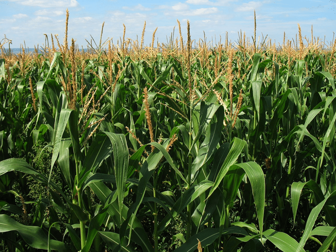 INIAP presenta nueva variedad de maíz ‘Mishqui Sara’ en día de campo para transformar la producción ganadera en el Azuay