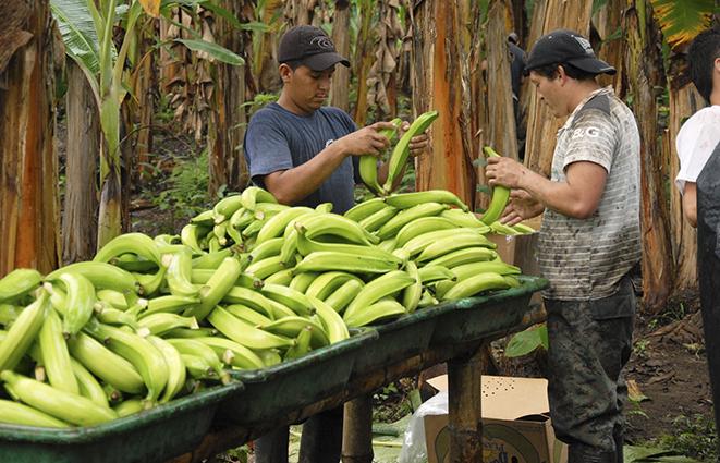 El sector dedicado al cultivo de plátanos solicita la declaración de emergencia