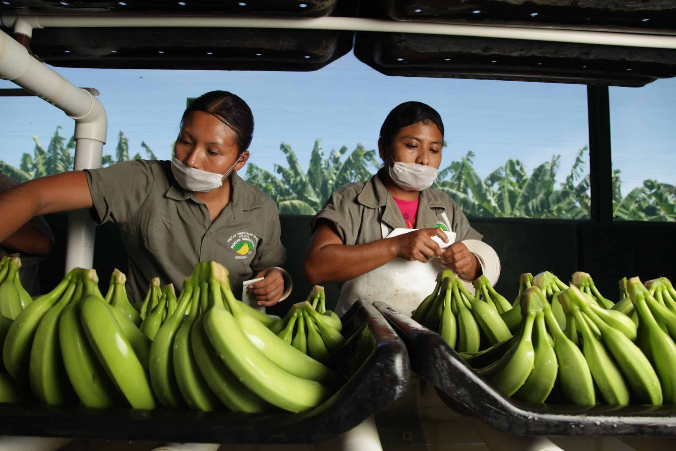 La posible escasez de envíos de bananas ecológicas desde Ecuador podría ser contrarrestada por el suministro de bananas mexicanas
