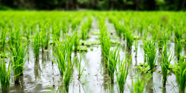 Iniciativa global busca erradicar enfermedades letales en cultivos de arroz, asegurando la seguridad alimentaria mundial
