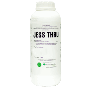 Jess Thru