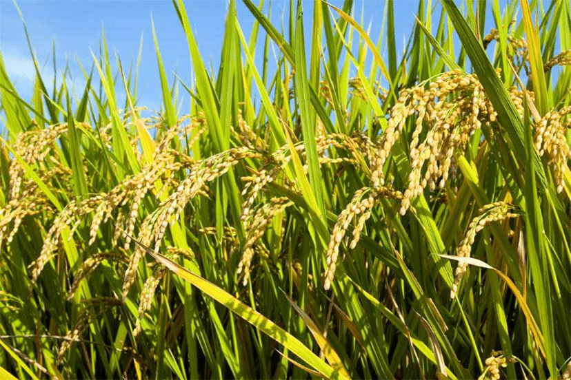 Ecuador reanuda exportación de arroz a Colombia con una estimación de 50,000 toneladas en 2024