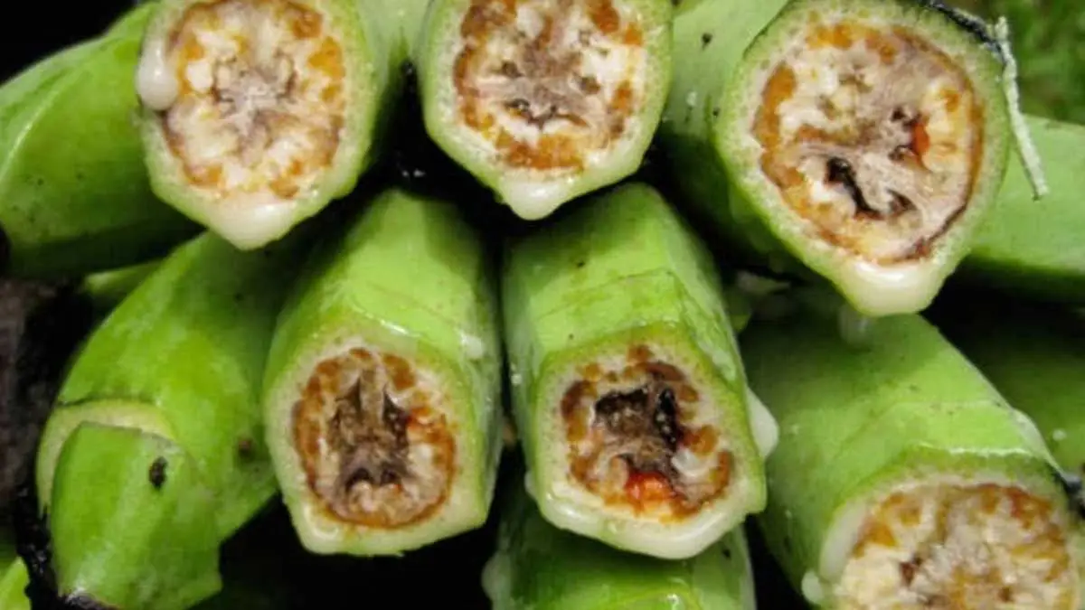 La lucha contra el moko del plátano en Manabí: una batalla crucial para los productores ecuatorianos