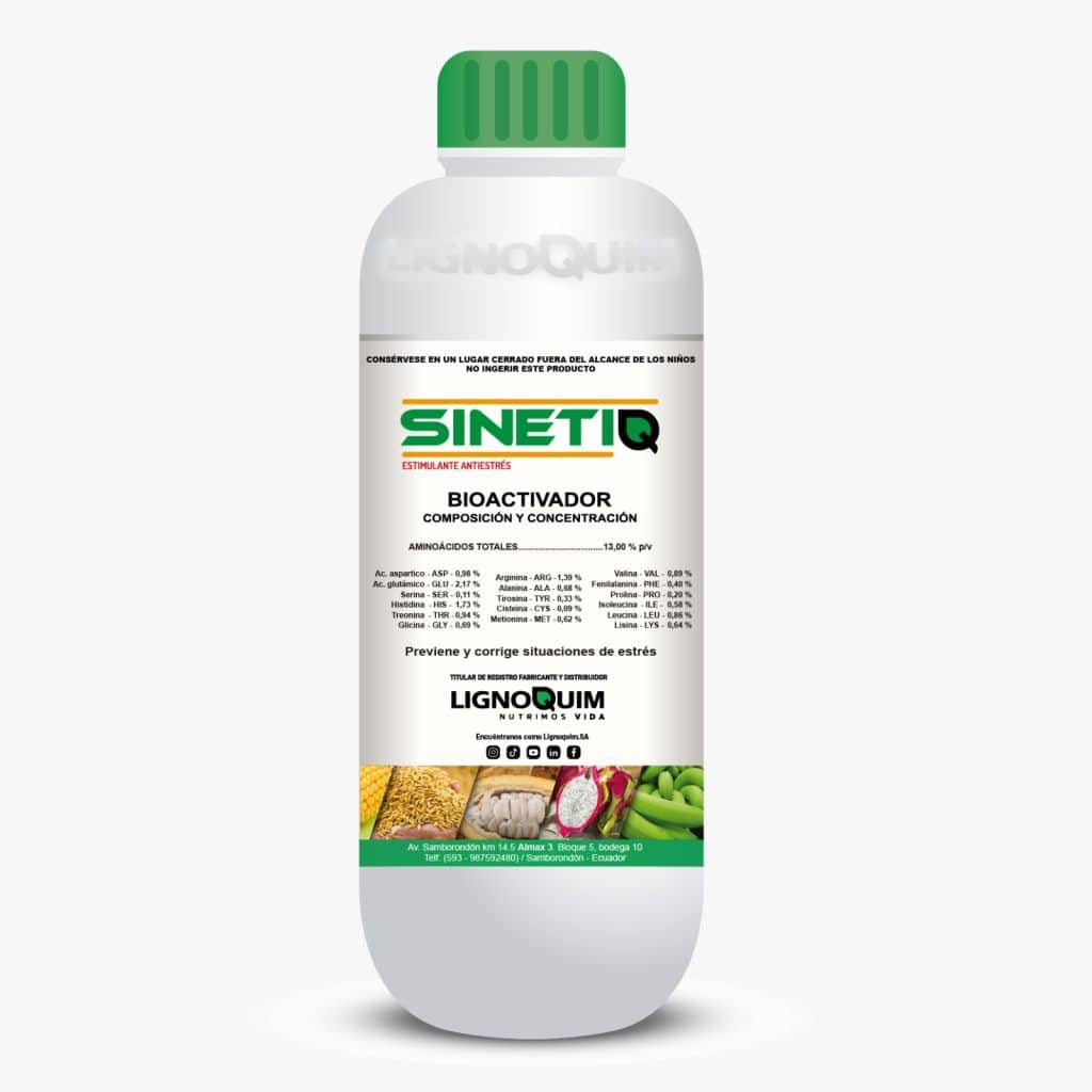 SINETIQ