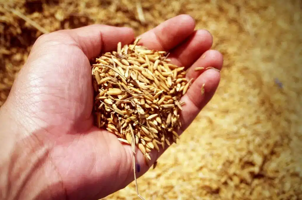 Cáscara de arroz