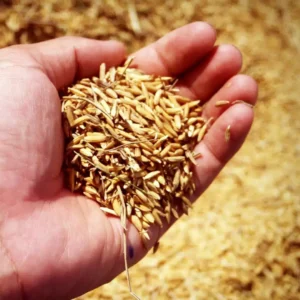 Cáscara de arroz