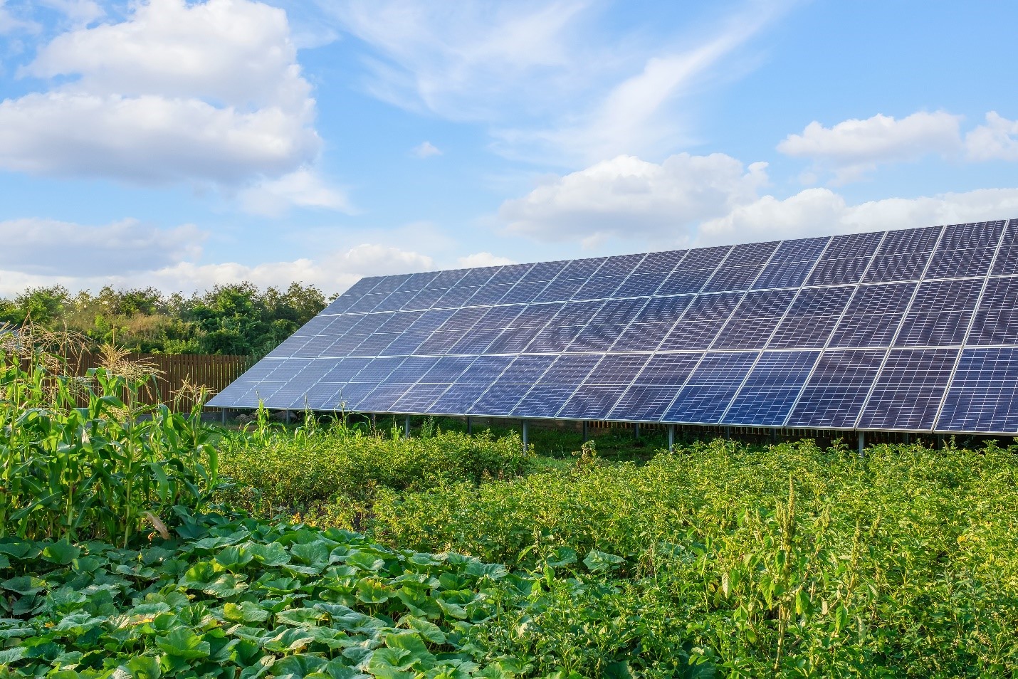 COLOMBIA: Paneles solares y cultivos, una dupla que aumentaría la producción agrícola.