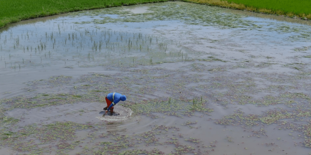 Fuertes lluvias causan grandes pérdidas en cultivos de arroz en Ecuador