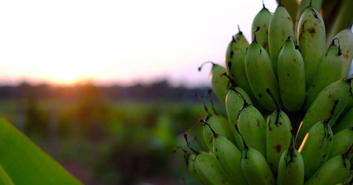 Tecnología y sanidad vegetal protagonizan la 12ª Cumbre del Banano en Guayaquil