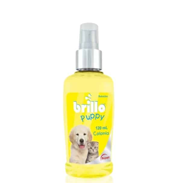 BRILLO PUPPY