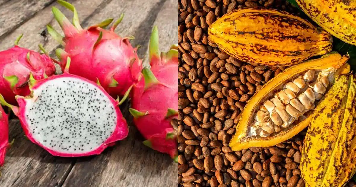 Exportaciones Agropecuarias de Ecuador Rompen Récord en el Primer Semestre de 2025