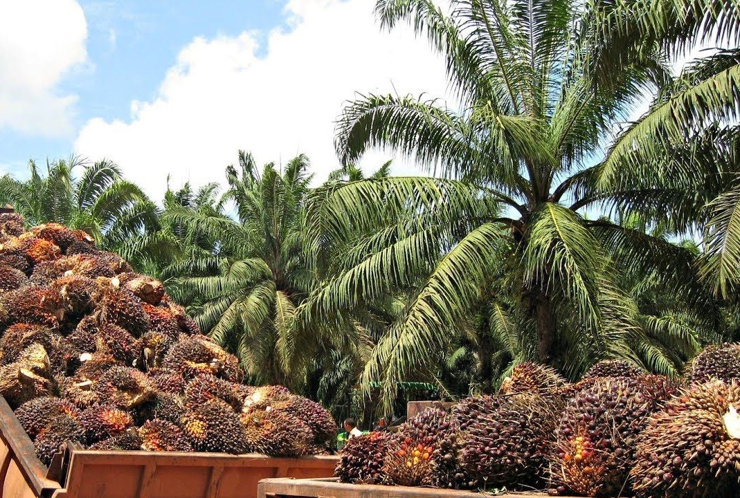 La palma aceitera consolida su recuperación y proyecta crecimiento hacia 2026 en Ecuador