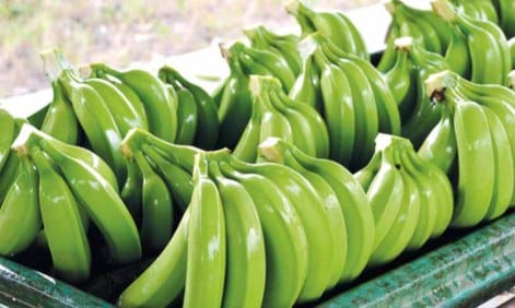Ecuador ajusta el precio del plátano para 2026 mientras productores alertan riesgos por nuevas exigencias